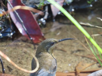 Eastern Spinebill Budderoo National Park, NSW, Australia Sat, 3/9/2024