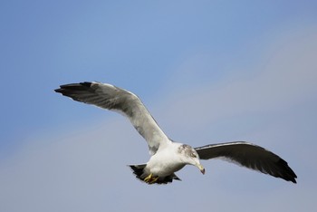 Black-tailed Gull Sambanze Tideland Sun, 9/23/2018