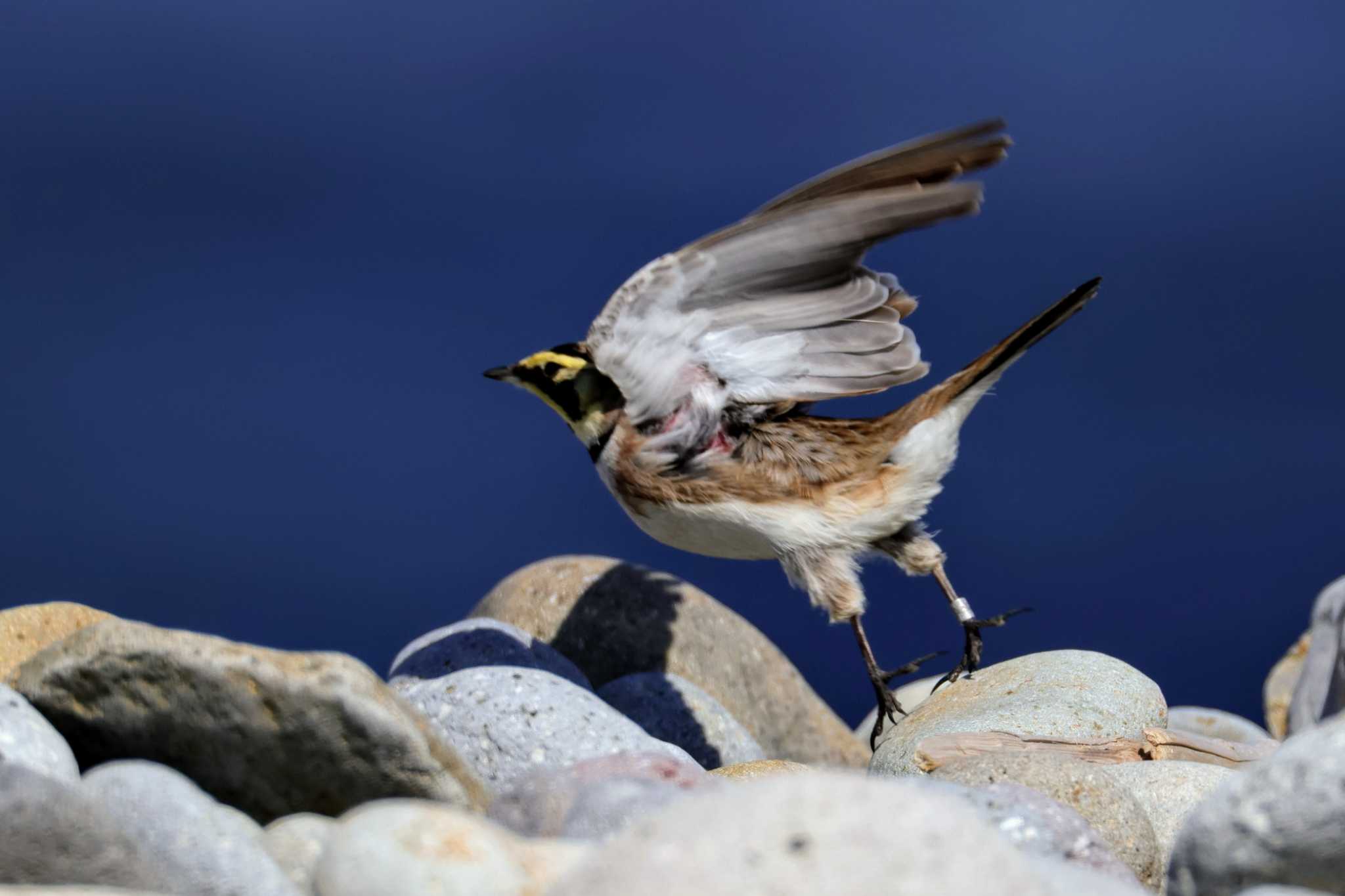 鳥取 ハマヒバリの写真 by トビトチヌ