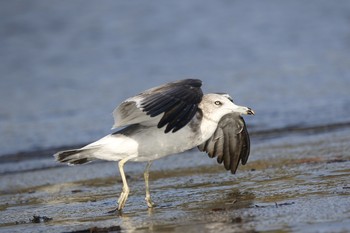 Black-tailed Gull Sambanze Tideland Mon, 10/1/2018