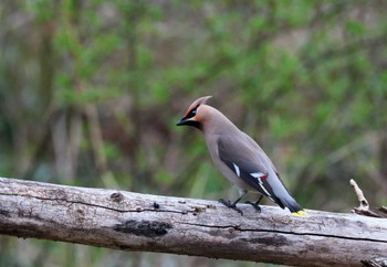 Bohemian Waxwing 東京都 Wed, 3/20/2024