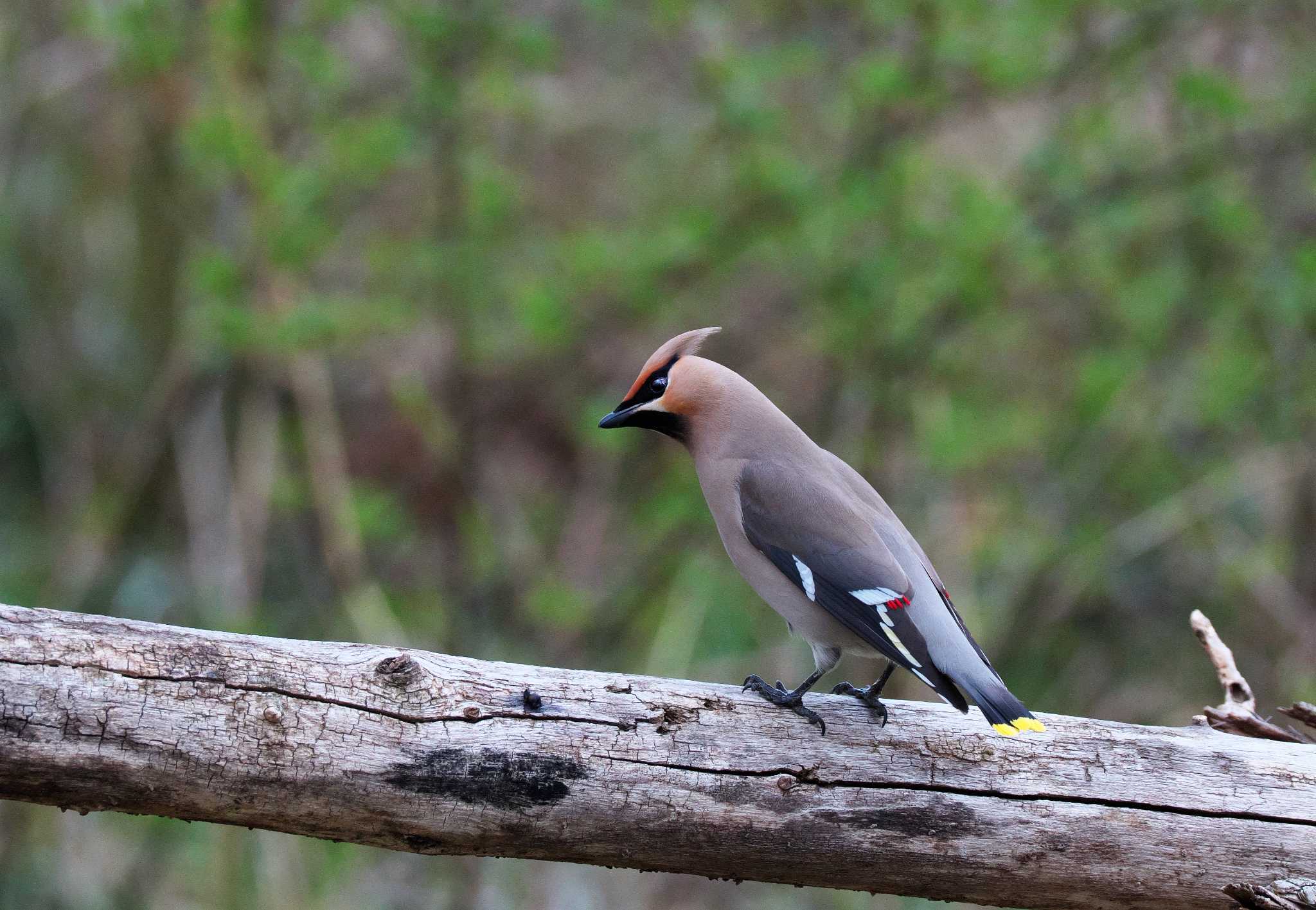 Photo of Bohemian Waxwing at 東京都 by snipe