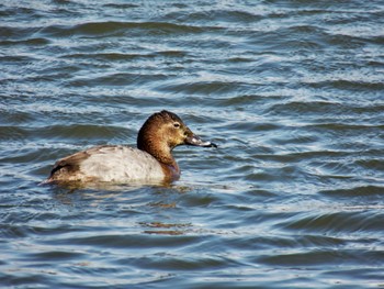 Canvasback 波志江沼環境ふれあい公園 Sat, 2/24/2024