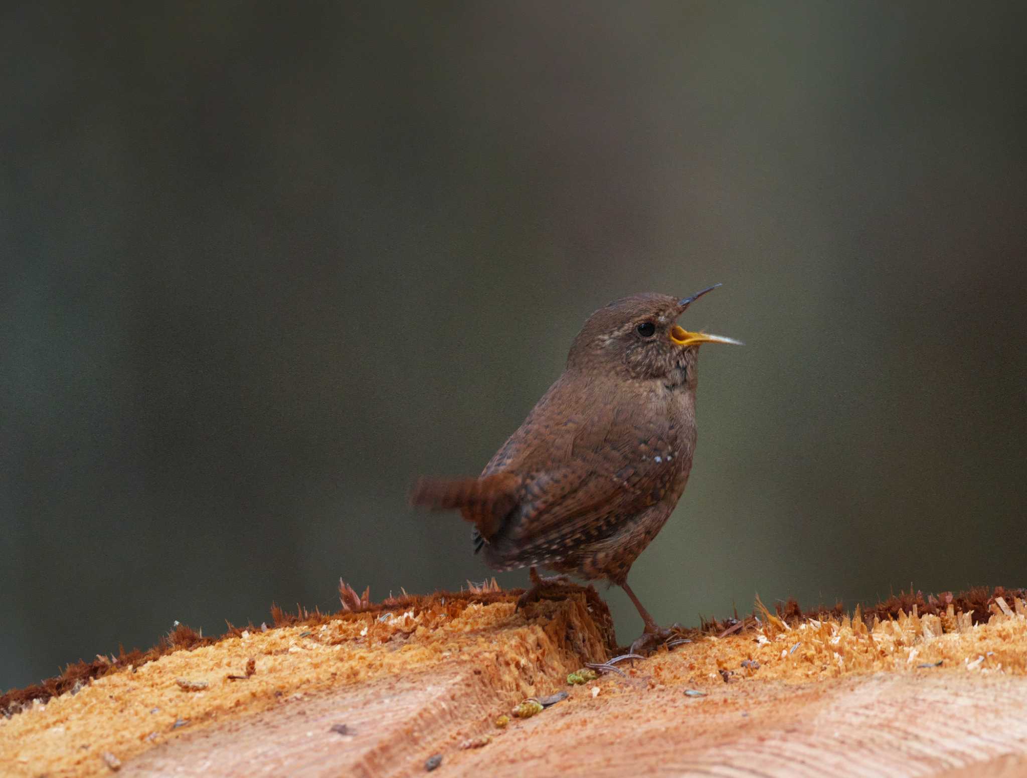 Photo of Eurasian Wren at 東京都 by snipe