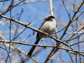 Long-tailed Tit 丸火自然公園 Mon, 3/18/2024