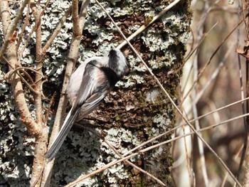 Long-tailed Tit 丸火自然公園 Mon, 3/18/2024