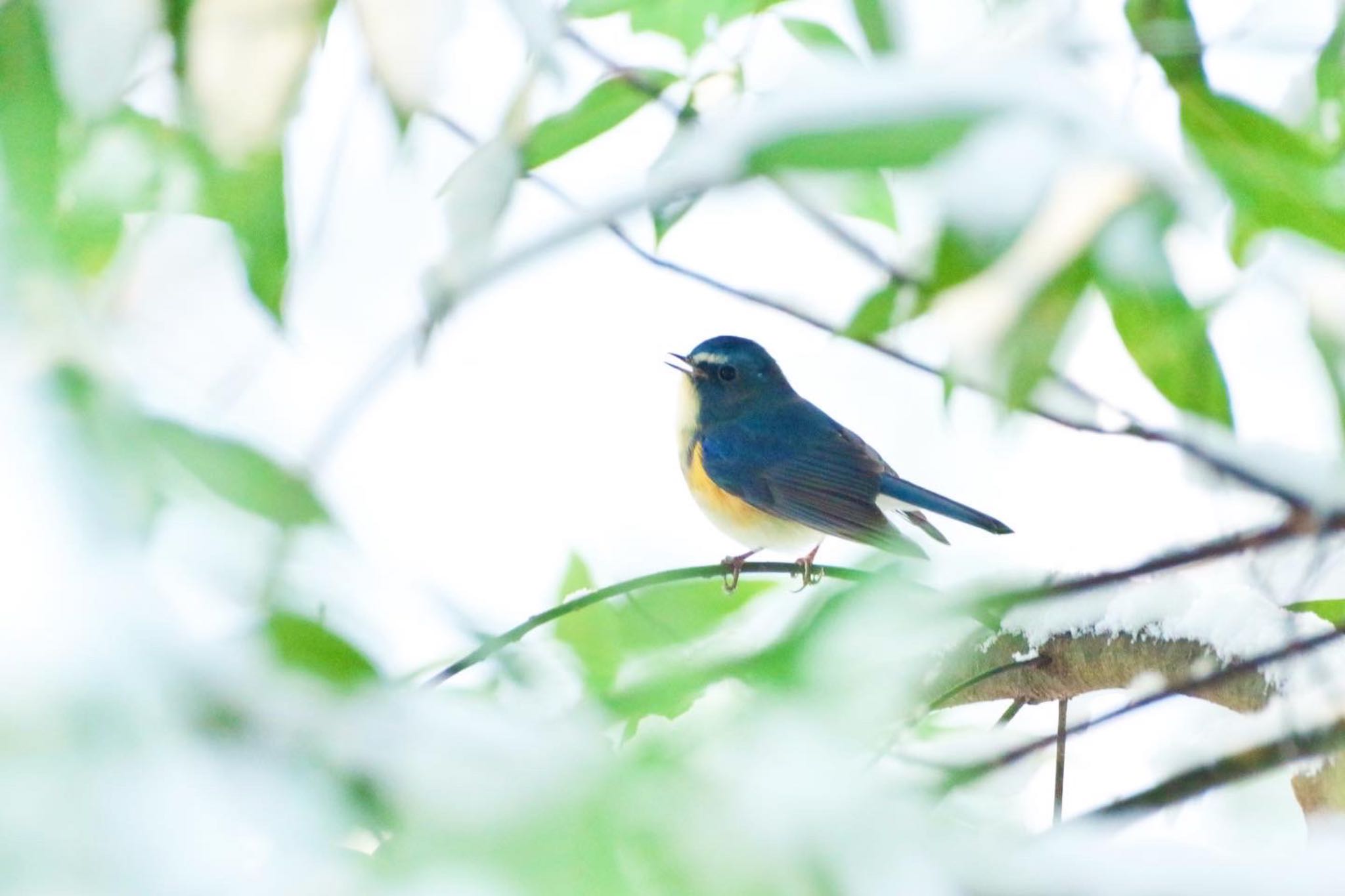 福島市小鳥の森 ルリビタキの写真 by 015