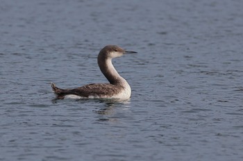 Black-throated Loon 神奈川県 Sun, 3/17/2024