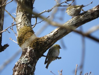 Eurasian Siskin 丸火自然公園 Mon, 3/18/2024