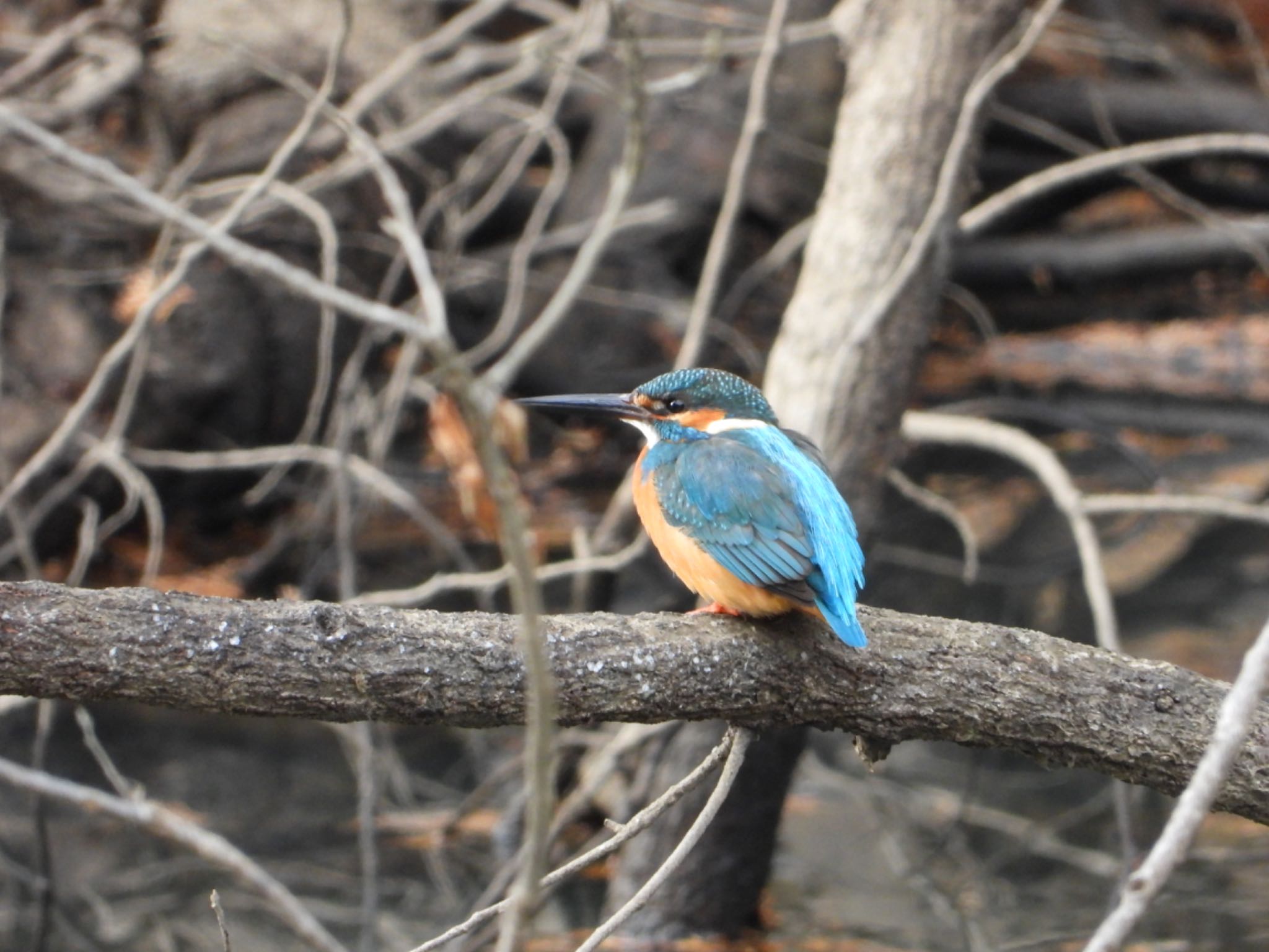 Common Kingfisher