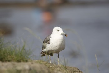 ウミネコ 葛西臨海公園 2018年9月23日(日)