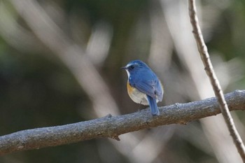 Red-flanked Bluetail Machida Yakushiike Park Thu, 3/14/2024