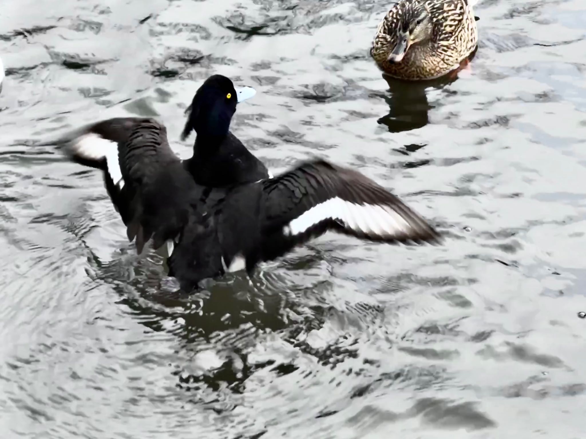 Photo of Tufted Duck at Kodomo Shizen Park by HIKARI  ξ(｡◕ˇ◊ˇ◕｡)ξ