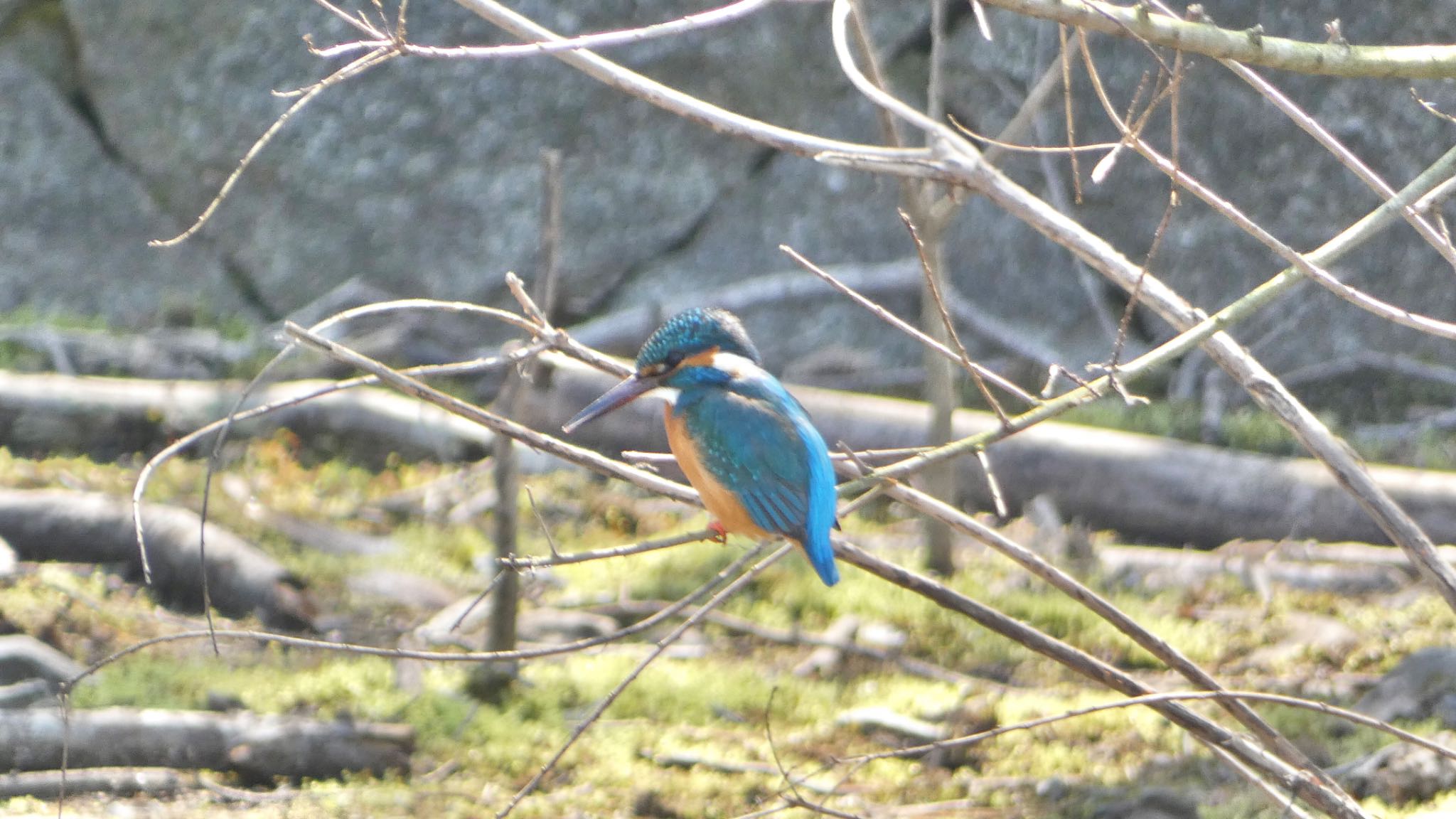 Common Kingfisher