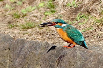 カワセミ 片倉城跡公園 2024年3月20日(水)