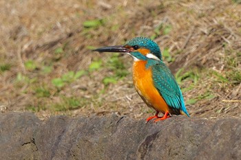 Common Kingfisher 片倉城跡公園 Wed, 3/20/2024