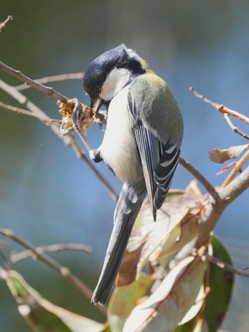 Japanese Tit 武蔵関公園(練馬区) Wed, 3/20/2024