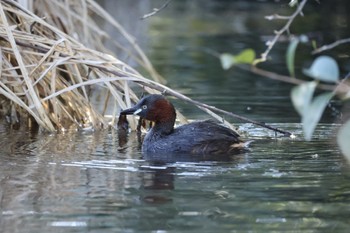 Little Grebe 洗足池(大田区) Sun, 3/10/2024