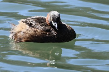 Little Grebe 洗足池(大田区) Sun, 3/10/2024