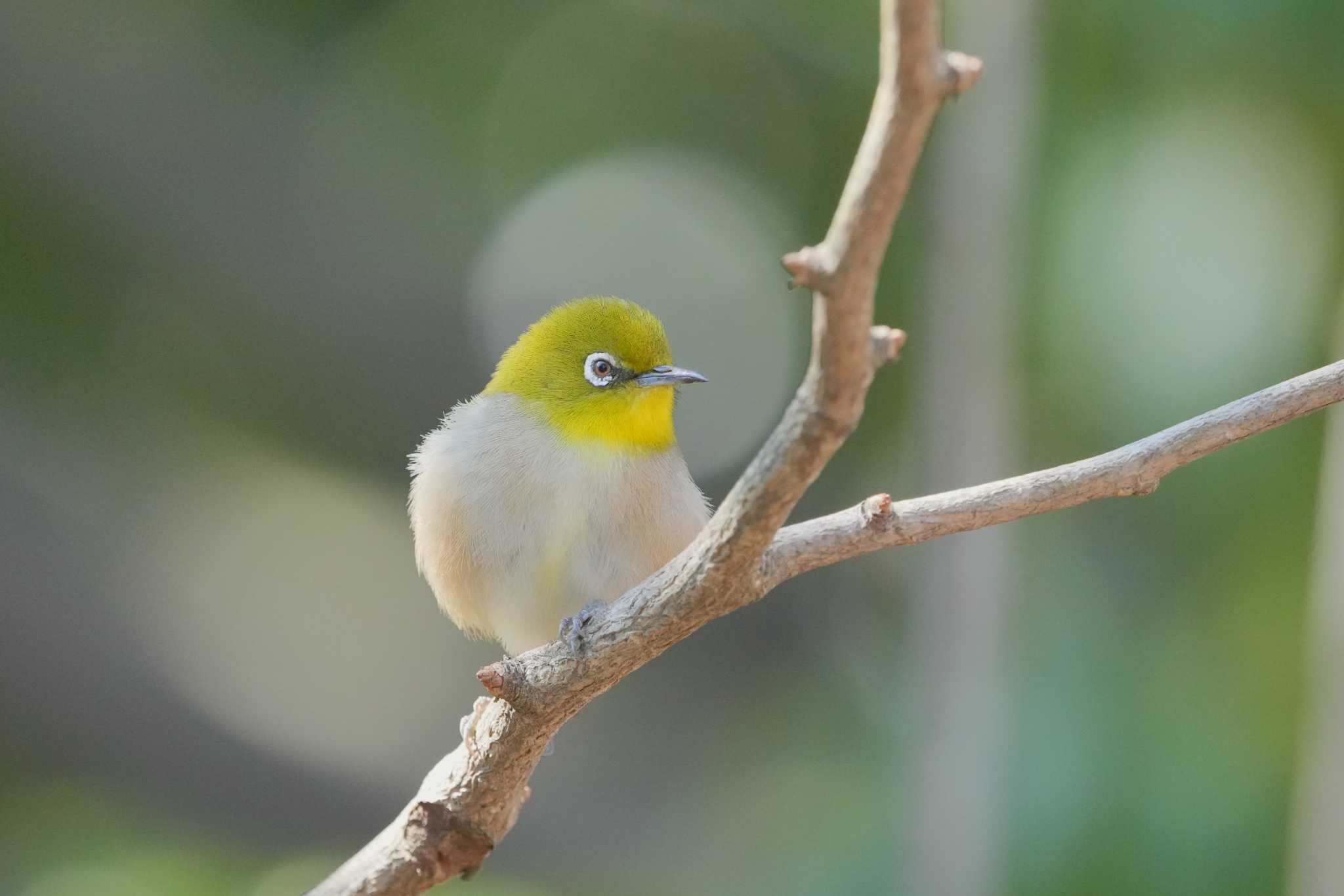 Photo of Warbling White-eye at 武蔵関公園(練馬区) by ぺたぽん