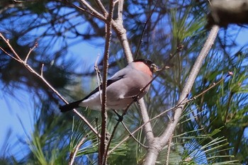 Eurasian Bullfinch(rosacea) 武田の杜 Sun, 3/10/2024