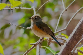 Red-flanked Bluetail 武田の杜 Sun, 3/10/2024