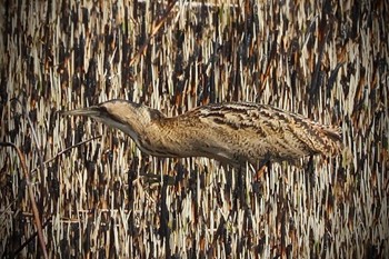 Eurasian Bittern Watarase Yusuichi (Wetland) Sat, 3/16/2024