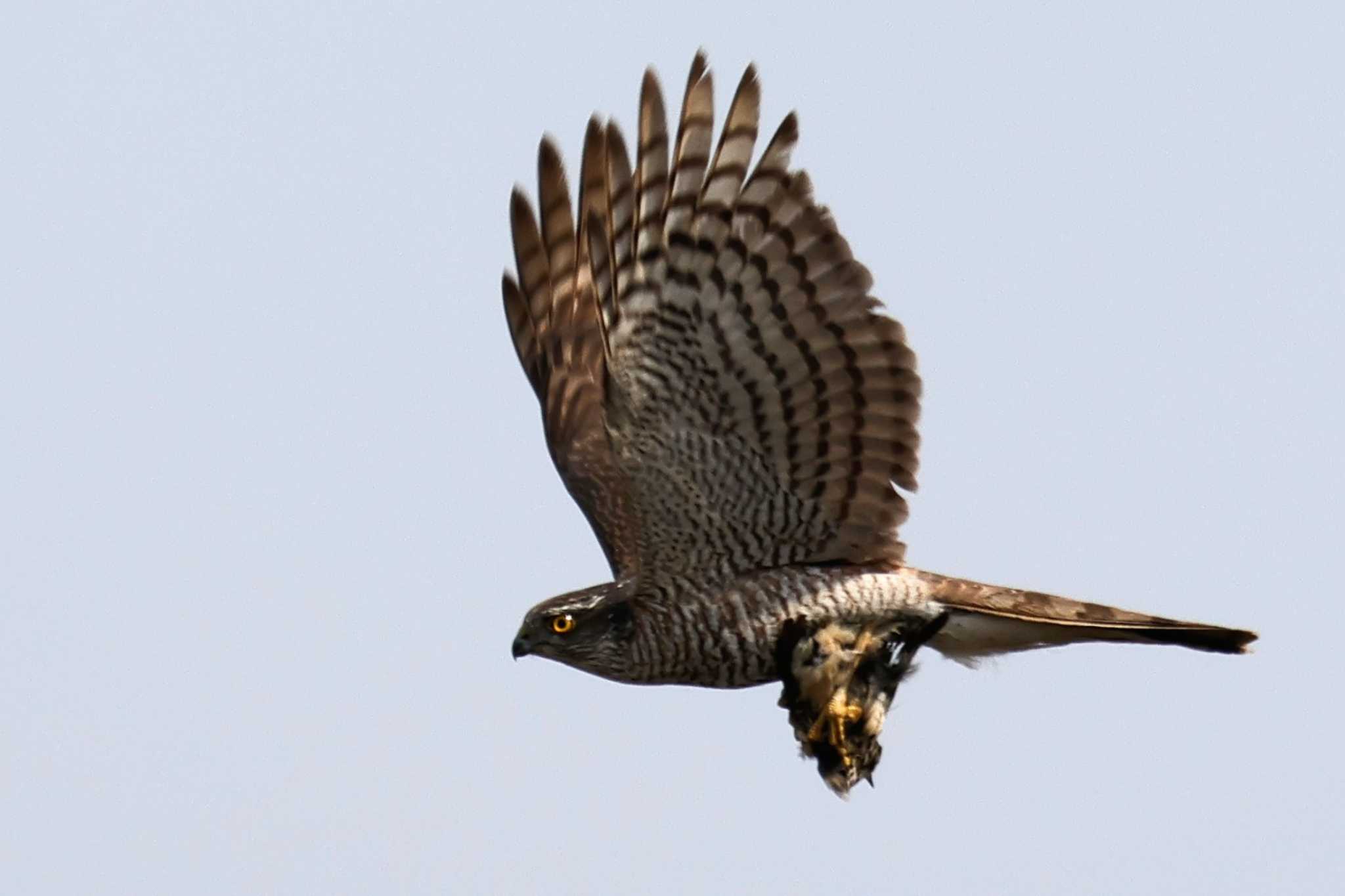 Photo of Eurasian Sparrowhawk at Inashiki by ひろ