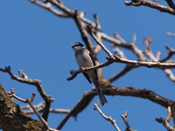 リュウキュウサンショウクイ 厚木七沢森林公園 2024年3月20日(水)