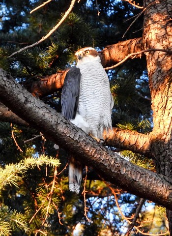 Eurasian Goshawk Unknown Spots Tue, 2/13/2024