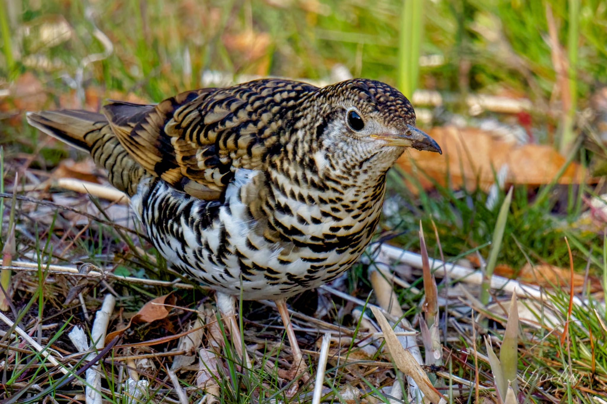 White's Thrush