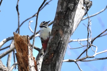 Great Spotted Woodpecker 安行原自然の森 Wed, 3/20/2024
