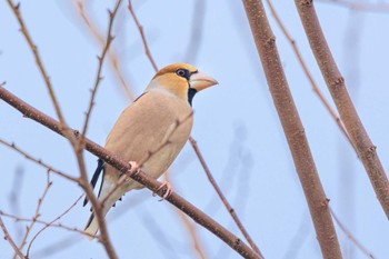 Hawfinch 金ヶ崎公園(明石市) Thu, 2/15/2024