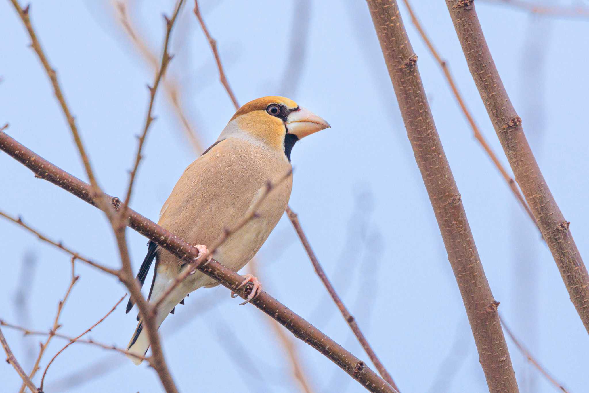 Photo of Hawfinch at 金ヶ崎公園(明石市) by ときのたまお