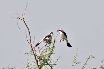 Grey-backed Fiscal ウガンダ Thu, 3/14/2024