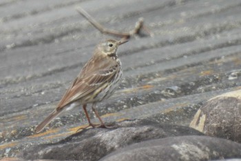 Water Pipit 狭山湖堤防 Tue, 3/19/2024