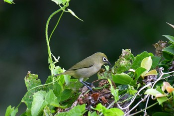 Bridled White-eye