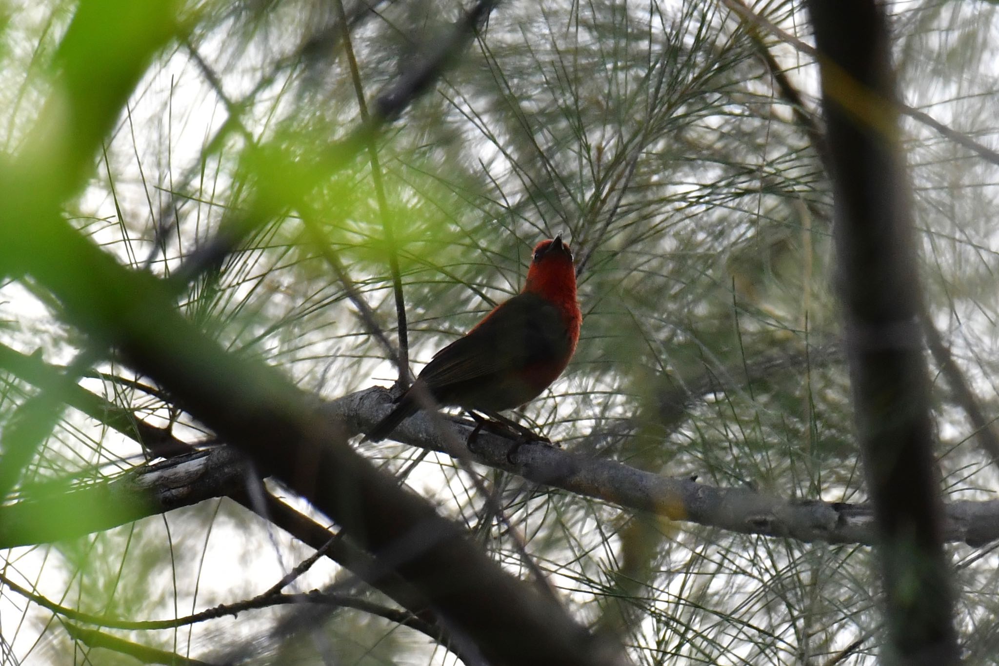 Micronesian Myzomela