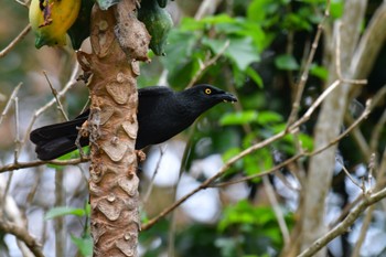 Micronesian Starling Saipan Fri, 3/15/2024