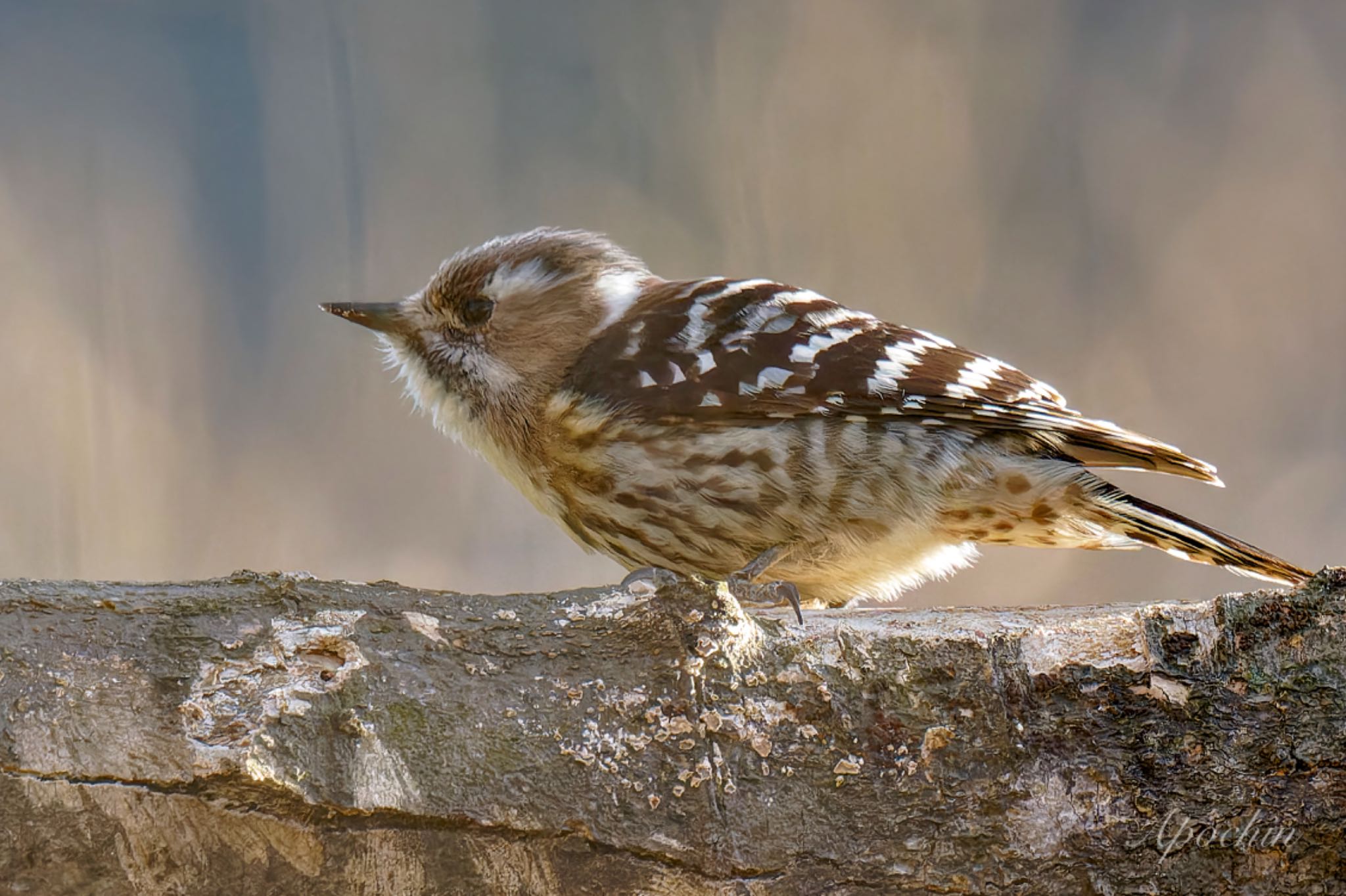 Japanese Pygmy Woodpecker