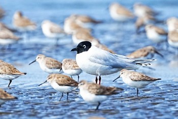 ズグロカモメ ふなばし三番瀬海浜公園 2024年3月17日(日)