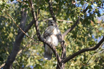 Thu, 12/13/2018 Birding report at 加木屋緑地