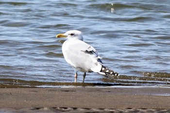 Vega Gull ふれあい松戸川 Sat, 3/16/2024