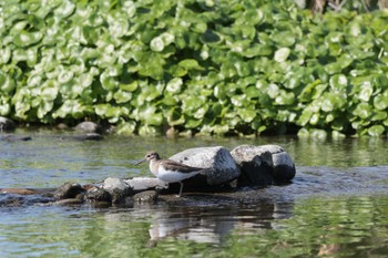 2024年2月24日(土) 多摩川河川敷の野鳥観察記録