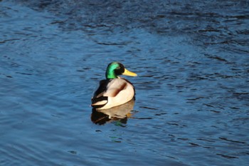 Mallard 恩田川(新治町付近) Thu, 3/21/2024