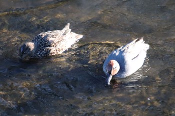 Eurasian Teal 恩田川(新治町付近) Thu, 3/21/2024