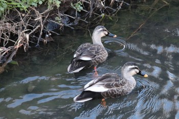 Eastern Spot-billed Duck 恩田川(新治町付近) Thu, 3/21/2024