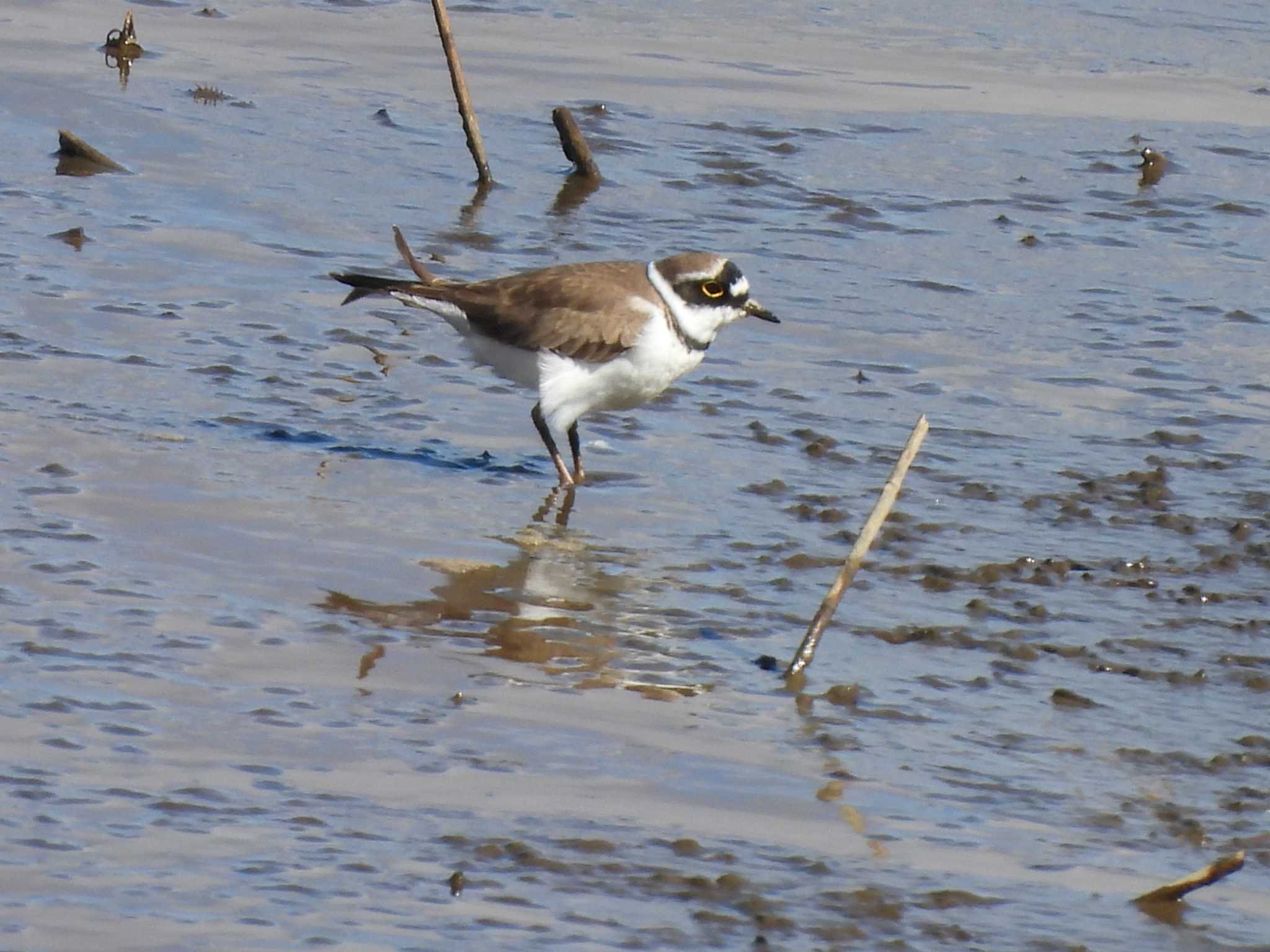 Photo of Little Ringed Plover at Watarase Yusuichi (Wetland) by つんこ