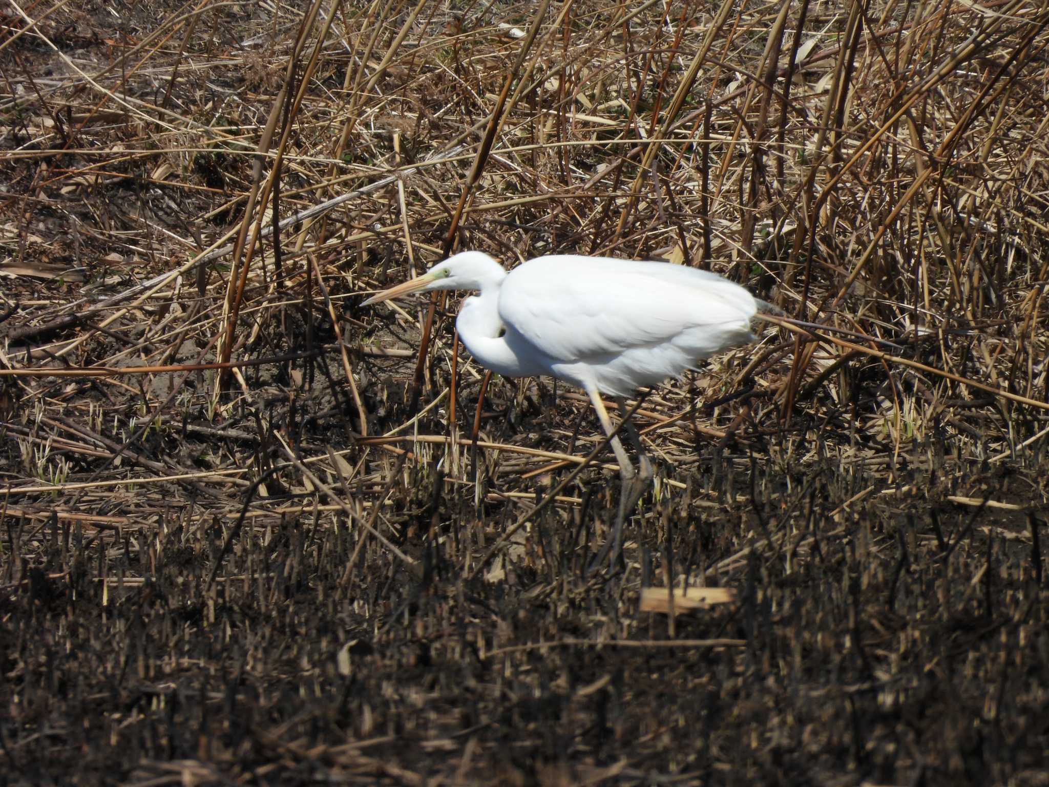 Great Egret