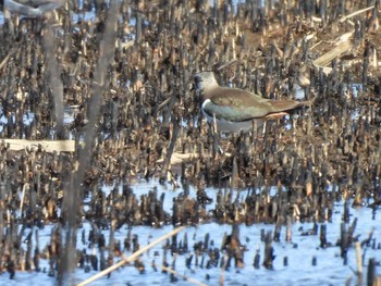 Northern Lapwing Watarase Yusuichi (Wetland) Sun, 3/10/2024